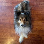 Un Pembroke Sheltie allongé sur un plancher et regardant vers la caméra 