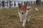 Un Pembroke Sheltie marchant sur un terrain herbeux et qui est tenu en laisse 