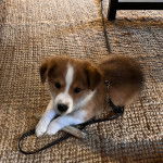 Un Pembroke Sheltie allongé sur une moquette et qui est tenu en laisse 