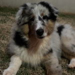 Un Pembroke Sheltie allongé sur un terrain herbeux et regardant vers la caméra 