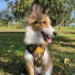 Un Pembroke Sheltie portant un harnais et tirant la langue 