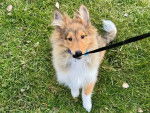 Un Pembroke Sheltie sur un terrain herbeux et qui est tenu en laisse 