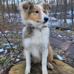Un Pembroke Sheltie assis sur un tronc d'arbre et portant un collier autour du cou