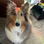 Un Pembroke Sheltie assis sur une moquette et portant un collier autour du cou