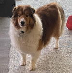 Un Pembroke Sheltie sur un tapis et portant un collier autour du cou