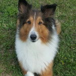 Un Pembroke Sheltie allongé sur un terrain herbeux et regardant vers la caméra 
