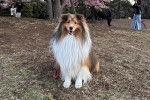 Un Pembroke Sheltie assis sur un terrain herbeux et qui est tenu en laisse 