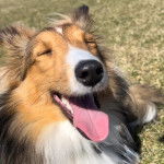 Un Pembroke Sheltie sur un terrain herbeux et portant un collier autour du cou