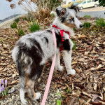 Un Pembroke Sheltie sur un terrain herbeux et qui est tenu en laisse 