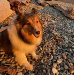 Un Pembroke Sheltie assis sur des gravillons et qui est tenu en laisse  