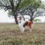 Un Pembroke Sheltie sur une surface herbacée et portant un collier autour du cou