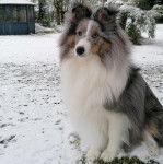 Un Pembroke Sheltie assis sur une surface enneigée et semblant détendu 