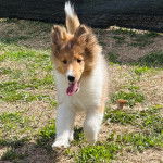Un Pembroke Sheltie courant sur un terrain herbeux et tirant la langue 