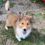 Un Pembroke Sheltie sur une surface herbacée et regardant vers la caméra 