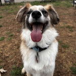 Un Pembroke Sheltie portant un collier autour du cou et ayant la langue pendante 