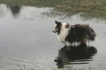 Un Pembroke Sheltie dans l'eau et semblant détendu 