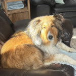 Un Pembroke Sheltie allongé sur un fauteuil et regardant vers la caméra 