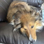 Un Pembroke Sheltie allongé sur un fauteuil et semblant détendu 
