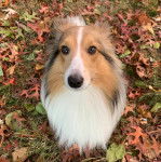 Un Pembroke Sheltie assis sur un sol jonchés de feuilles mortes et semblant détendu 
