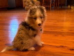Un chiot Pembroke Sheltie assis sur un plancher et portant un collier autour du cou