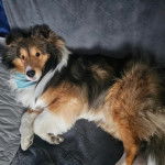 Un Pembroke Sheltie allongé et semblant détendu 