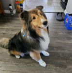 Un Pembroke Sheltie assis sur un plancher 