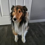 Un Pembroke Sheltie assis sur un plancher et semblant détendu 