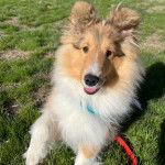 Un Pembroke Sheltie allongé sur un terrain herbeux et qui est tenu en laisse 