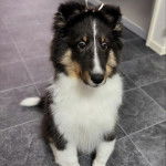 Un Pembroke Sheltie assis sur un sol carrelé 