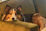 Un Pembroke Sheltie allongé sur un canapé et regardant vers la caméra 