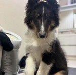 Photo Pembroke Sheltie