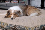 Un Pembroke Sheltie allongé sur un lit pour chien 