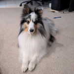 Un Pembroke Sheltie assis sur un tapis et semblant détendu 