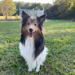 Un Pembroke Sheltie assis sur un terrain herbeux et ayant la gueule légèrement ouverte 