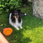 Un Pembroke Sheltie allongé sur une surface gazonnée et regardant vers la caméra 
