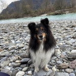 Un Pembroke Sheltie assis sur une surface rocailleuse et semblant détendu 