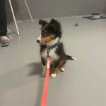 Un chiot Pembroke Sheltie assis sur une surface bétonnée et qui est tenu en laisse 