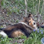Un Pembroke Sheltie allongé sur un terrain herbeux et regardant vers la caméra 