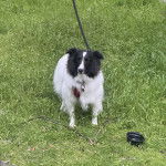 Un Pembroke Sheltie sur un terrain herbeux et qui est tenu en laisse 