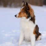 Un Pembroke Sheltie assis sur une surface enneigée 