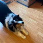 Un Pembroke Sheltie sur un plancher et semblant détendu 