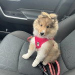 Photo Pembroke Sheltie