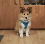 Un Pembroke Sheltie assis sur un plancher et portant un harnais 