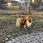 Un Pembroke Sheltie sur une surface herbacée et semblant détendu 