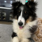 Un Pembroke Sheltie tirant la langue et regardant vers la caméra 