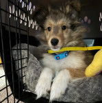 Un Pembroke Sheltie allongé dans une cage et portant un collier autour du cou