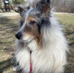 Un Pembroke Sheltie sur un terrain herbeux et qui est tenu en laisse 