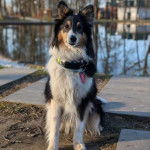 Un Pembroke Sheltie assis sur une surface bétonnée et portant un collier autour du cou