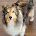 Un Pembroke Sheltie sur un plancher et semblant détendu 