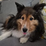 Un Pembroke Sheltie allongé sur un canapé et portant un collier autour du cou